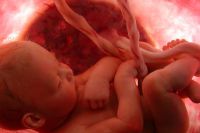 Developpement Foetal 8eme Mois De Grossesse Docteur Guilherme Romain Developpement Foetal 8eme Mois De Grossesse Docteur Guilherme Romain